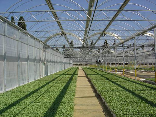 枣庄市智能玻璃花卉温室建造商