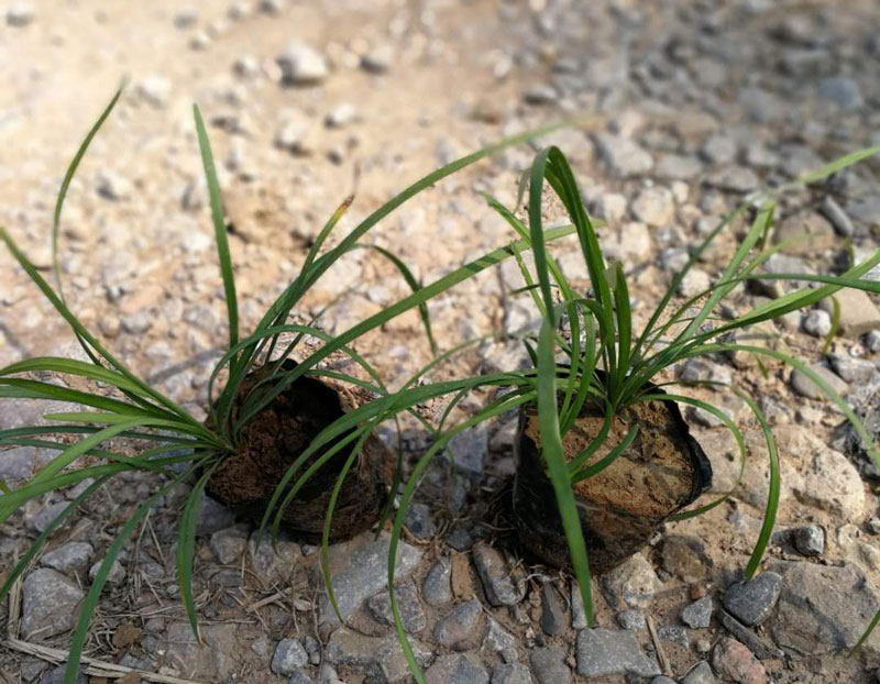 安徽麦冬草供应商,麦冬草培育基地