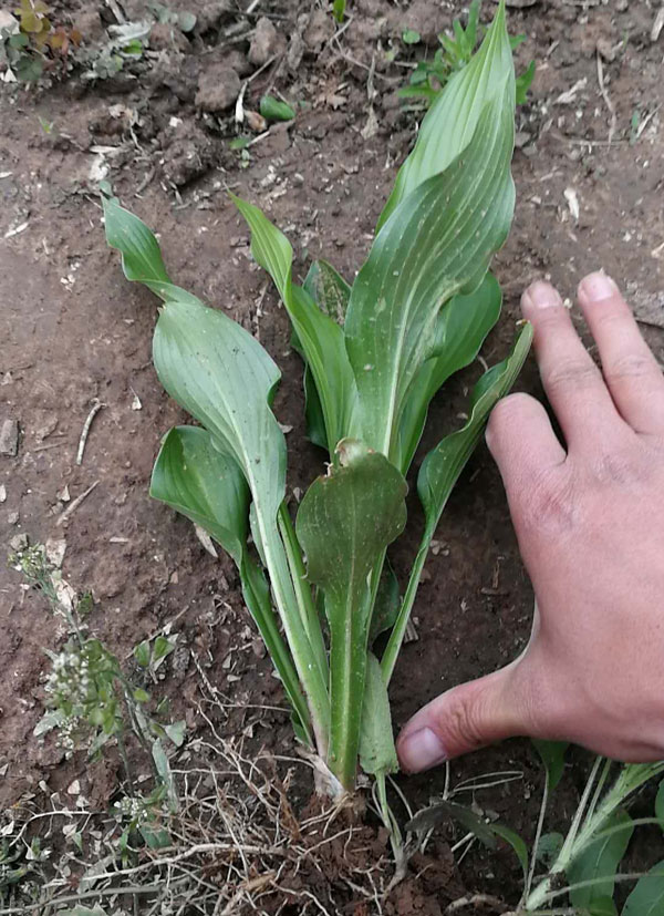 湖南紫花玉簪幼苗价格,玉簪小苗基地