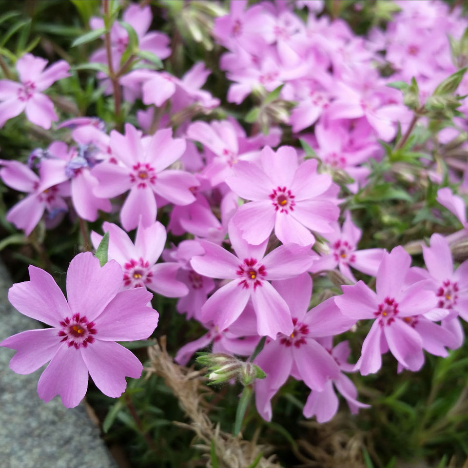 山西芝樱杯苗批发价格