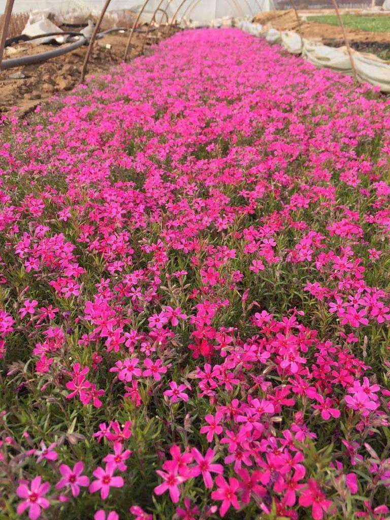 江西芝樱花海种植,芝樱价格