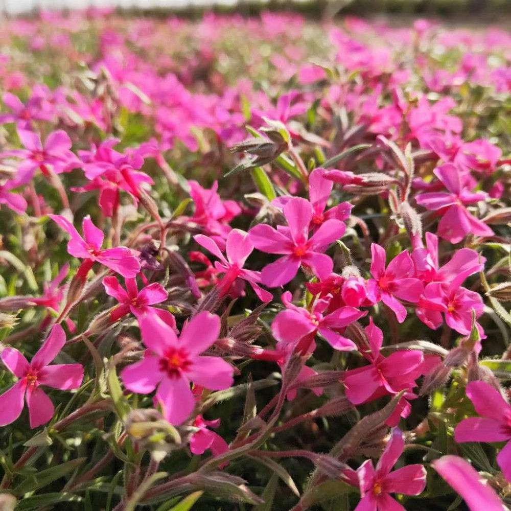 河南芝樱花海批发商