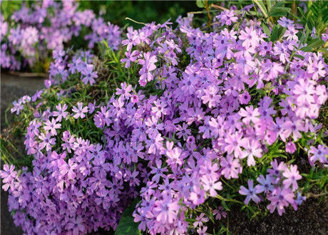 内蒙古芝樱杯苗批发,芝樱容器苗哪里买