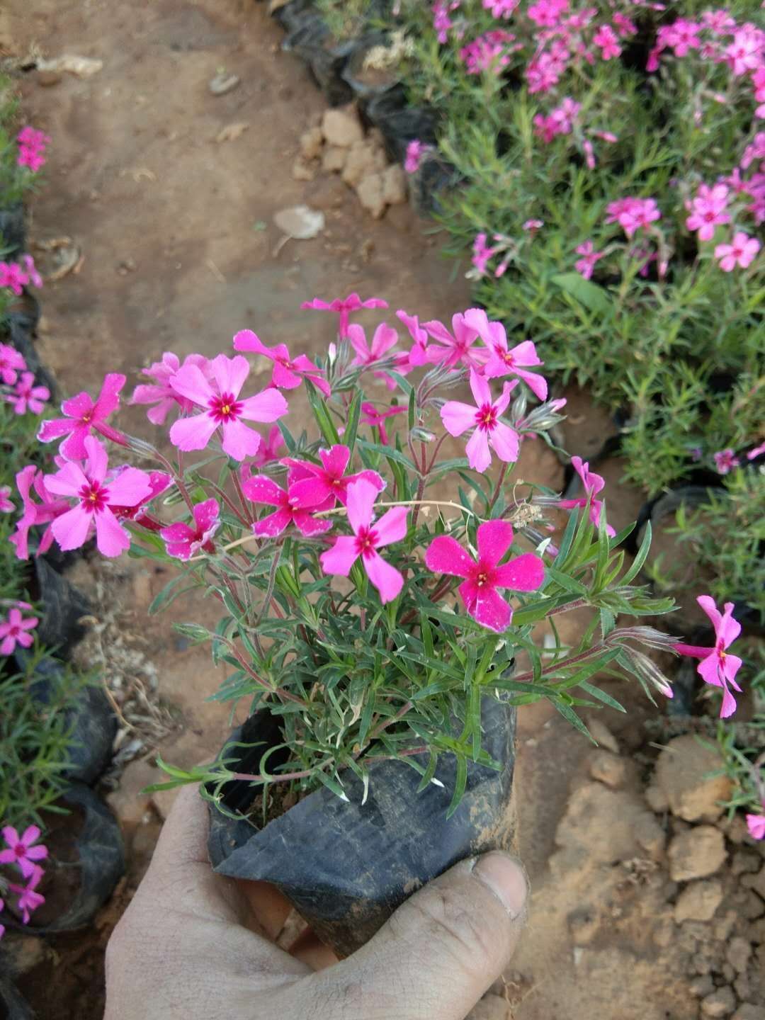 福建芝樱杯苗种植,芝樱袋苗商家电话