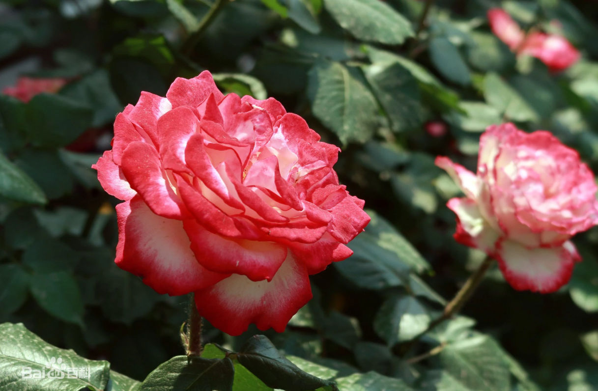 福建粉色月季花多少钱