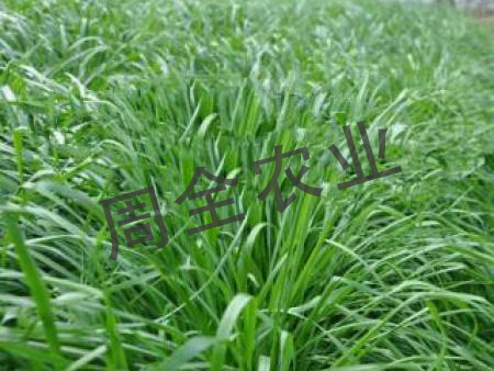 哪里能买到质量好产量高的好牧草种子品质好|四号王草周全农业棒