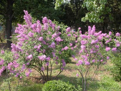 乔木基地-兴隆苗木种植紫叶稠李