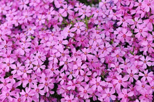 内蒙古宿根福禄考种植基地,芝樱花苗批发商