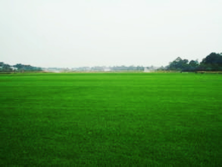 青海绿化草坪