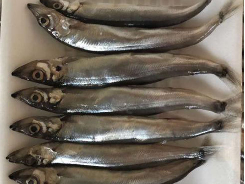 深海小黄鱼串批发-口碑好的海鲜类烤串格