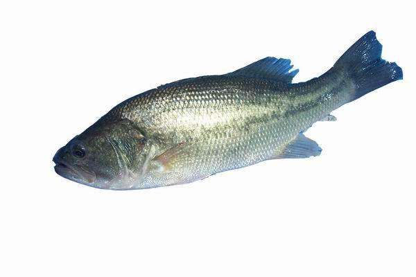 河南加州鲈鱼价格-同达水产有品质的加州鲈鱼养殖出售
