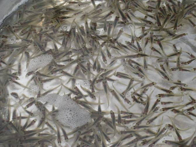 泉州鲈鱼苗养殖|同达水产实惠的鲈鱼苗