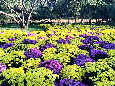 山东景观用地被菊种植基地,地被菊苗供货商