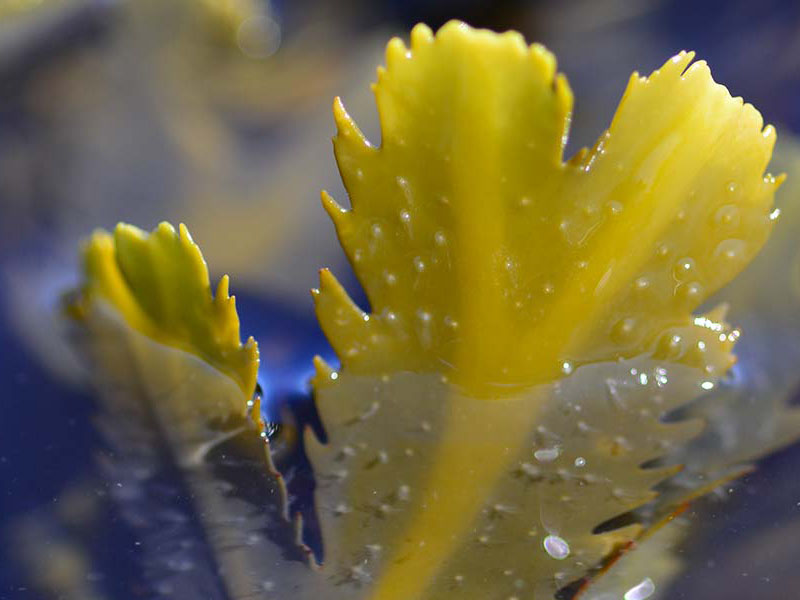 翔安植物提取物-供应好用的浮游生物提取物