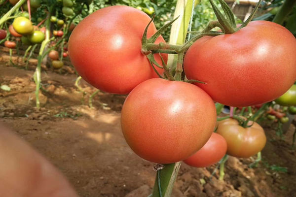 江苏番茄种苗多少钱