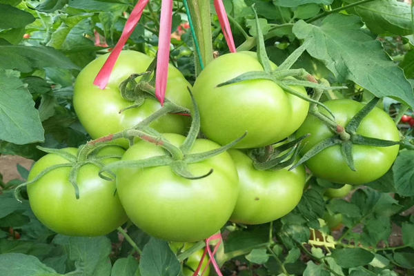 河南口感番茄种子种苗培育,抗斑萎病番茄种苗销售商