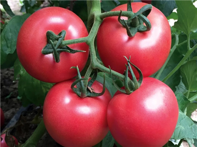 黑龙江耐热西红柿种子基地