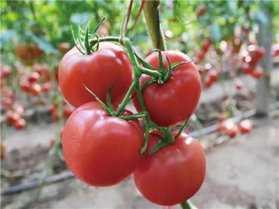 辽宁大红番茄种子批发,耐寒西红柿种子多少钱