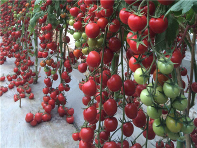 浙江小番茄种子供应商