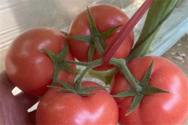 山东番茄种苗价格,大西红柿种苗价格