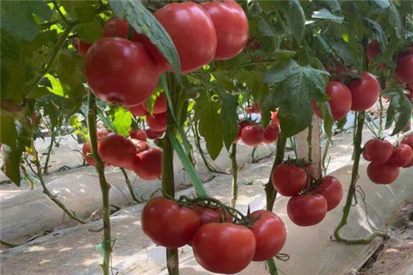 广西大红西红柿种苗供应电话,小西红柿种苗供应电话