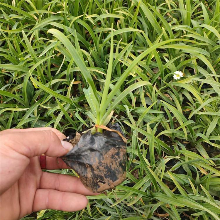 山东大花萱草苗种植,大花萱草杯苗种植基地