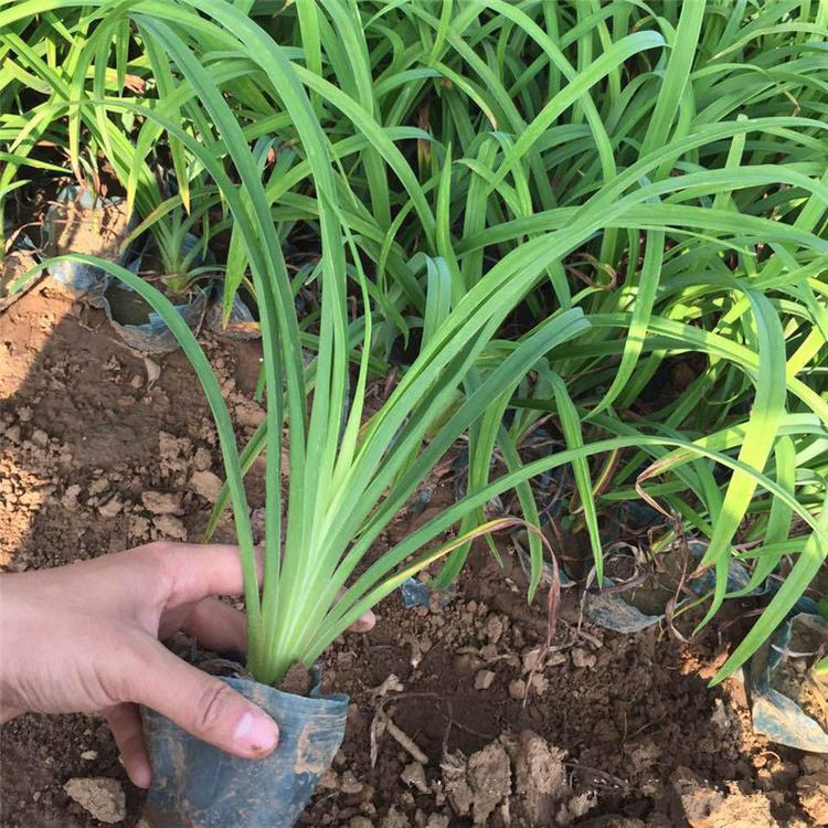 湖北大花萱草种植基地,大花萱草幼苗基地