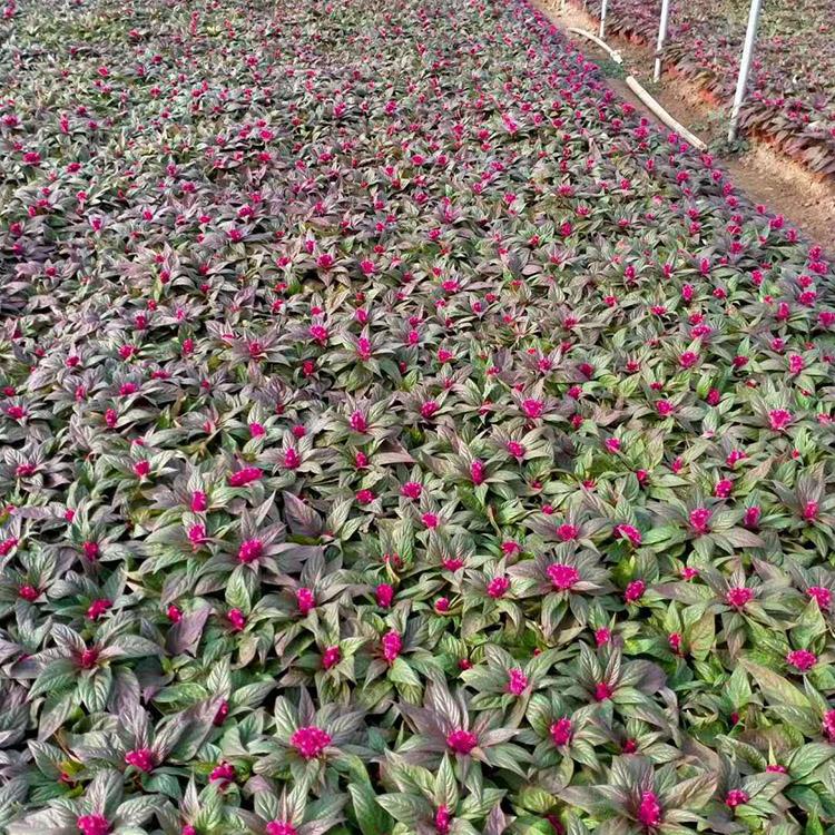 四川鸡冠花杯苗种植,白鸡冠花供应