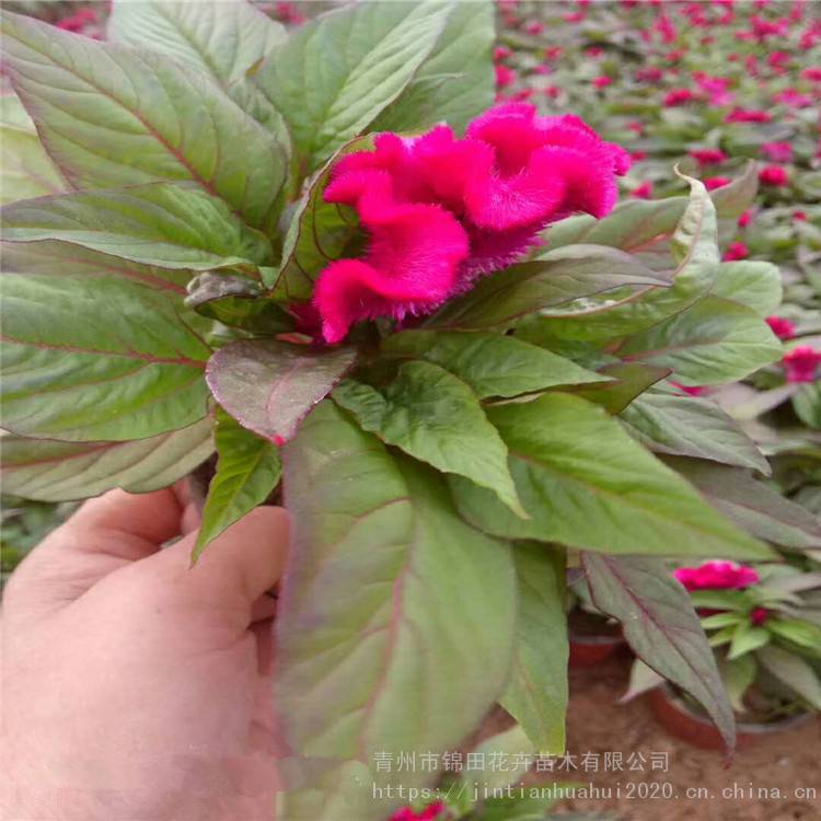 吉林白鸡冠花哪家便宜,鸡冠花小苗批发