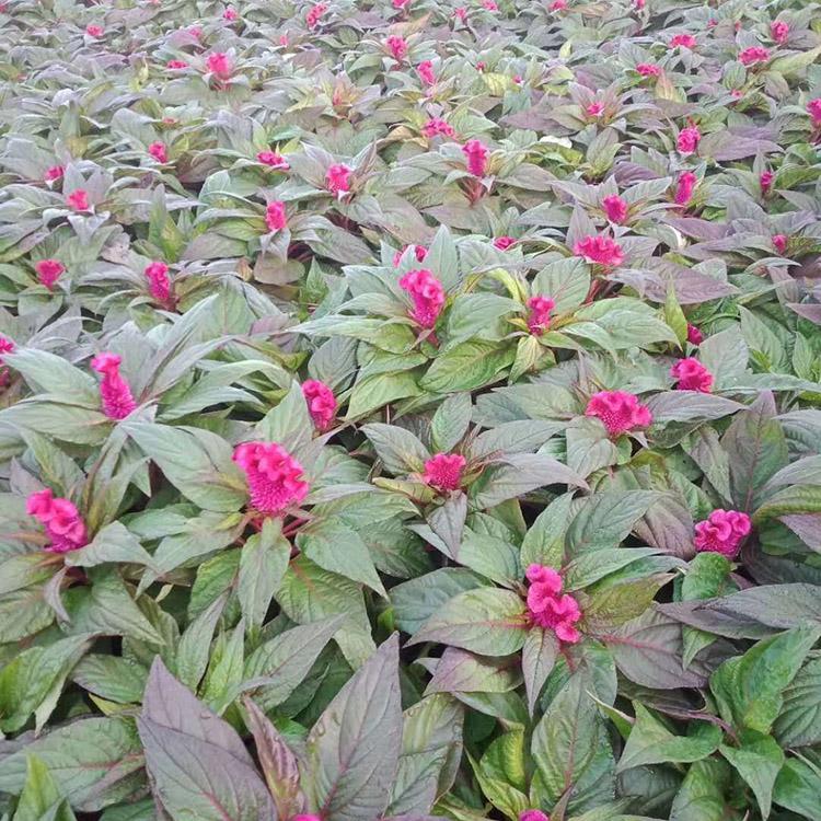 吉林羽状鸡冠花价格,小区鸡冠花批发