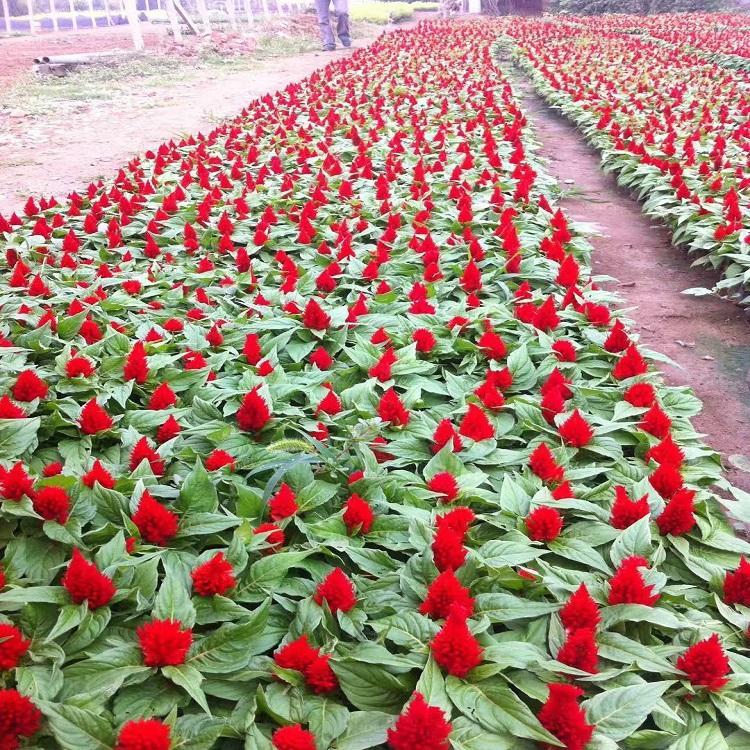 吉林小区鸡冠花种植基地,鸡冠花苗哪家便宜