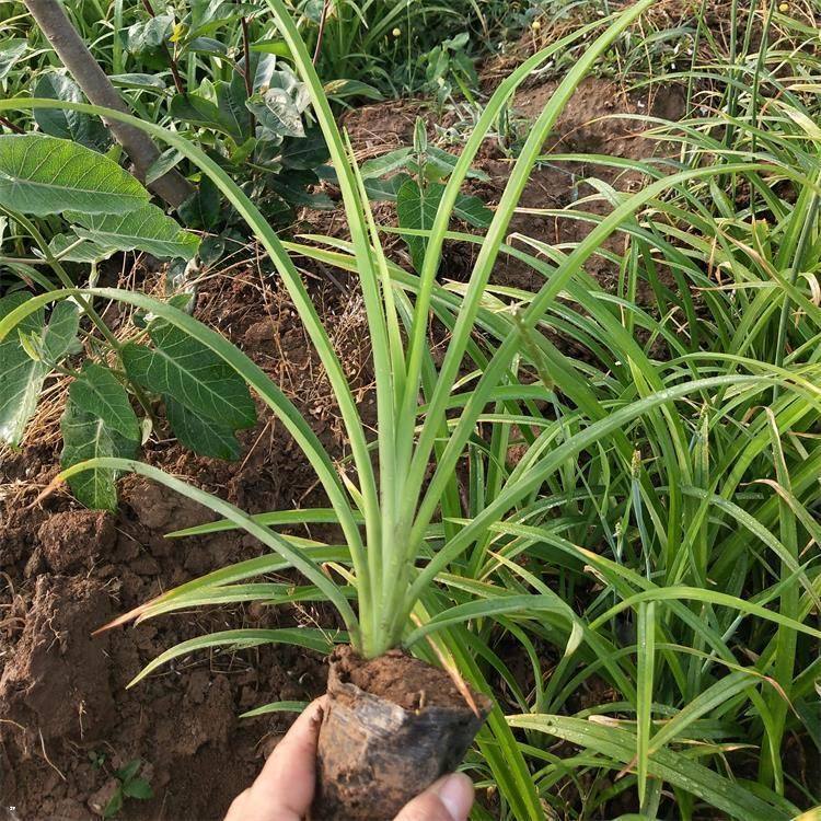 辽宁金娃娃萱草小苗基地,金娃娃萱草小苗多少钱