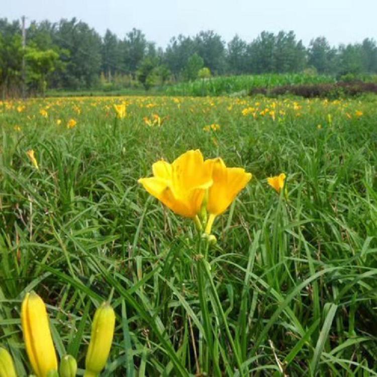 河南金娃娃萱草花价格,金娃娃萱草幼苗哪里有