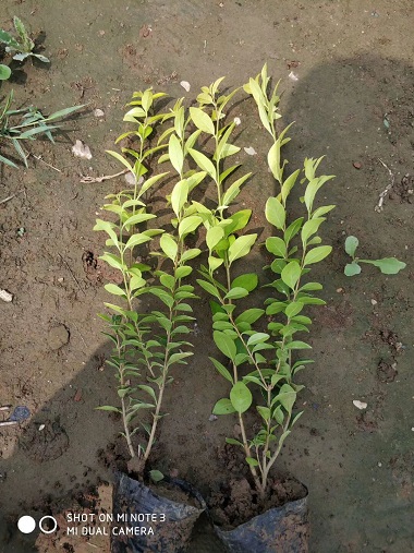 江西金叶女贞小苗种植基地