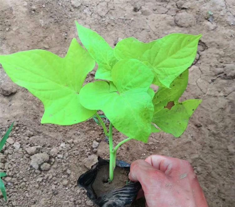 山东金叶薯幼苗种植基地