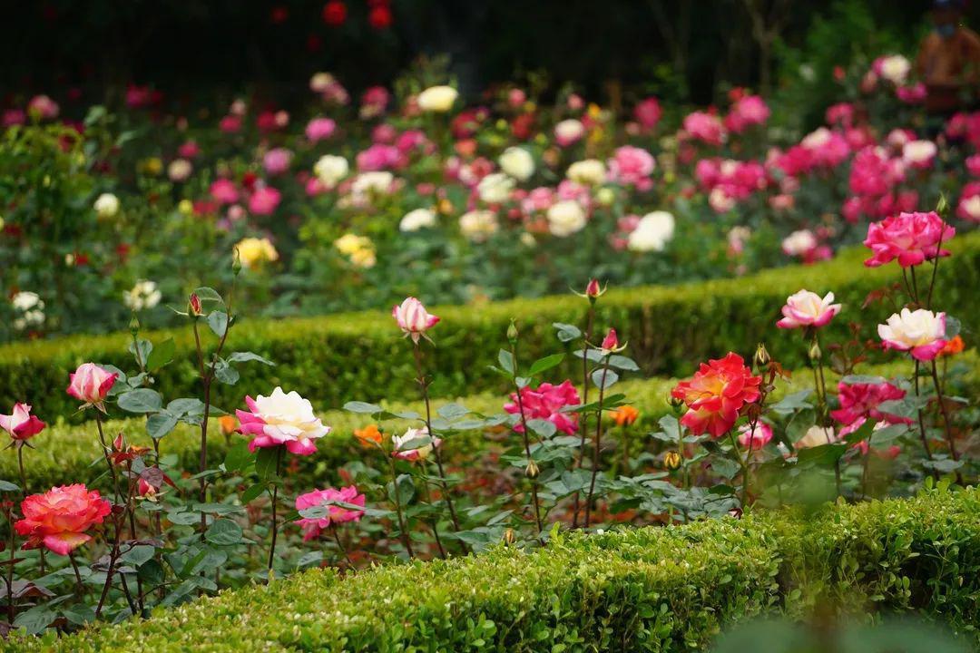 江西一年生丰花月季哪家好,30公分丰花月季种植基地