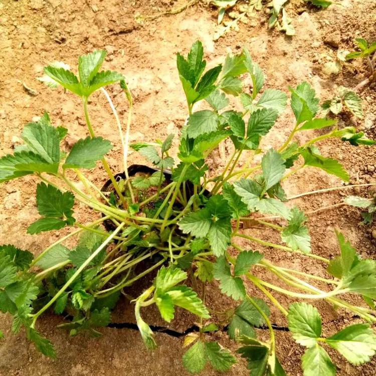 青州蛇莓幼苗种植基地