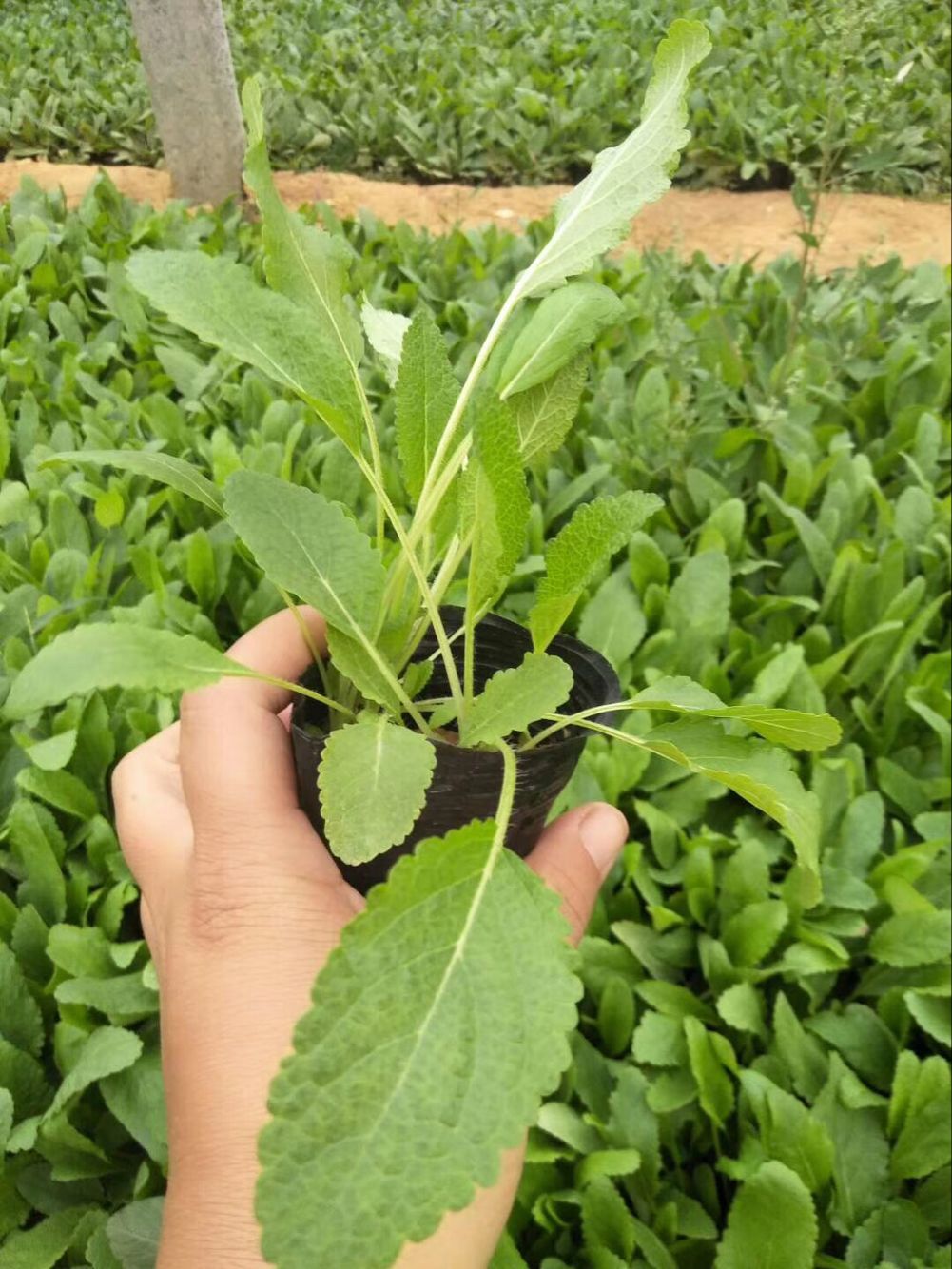 河北鼠尾草盆栽批发