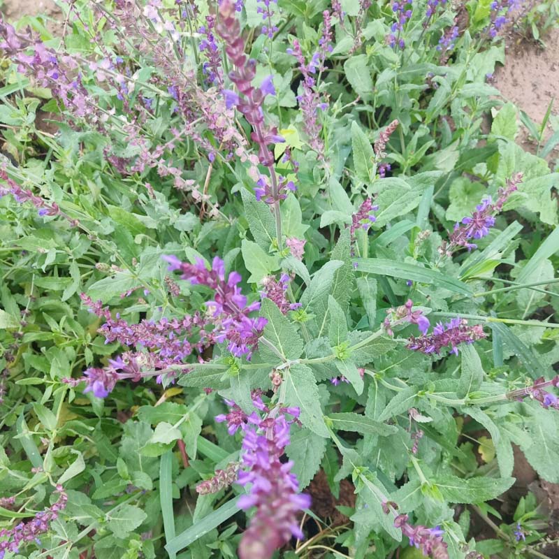 青州鼠尾草幼苗基地