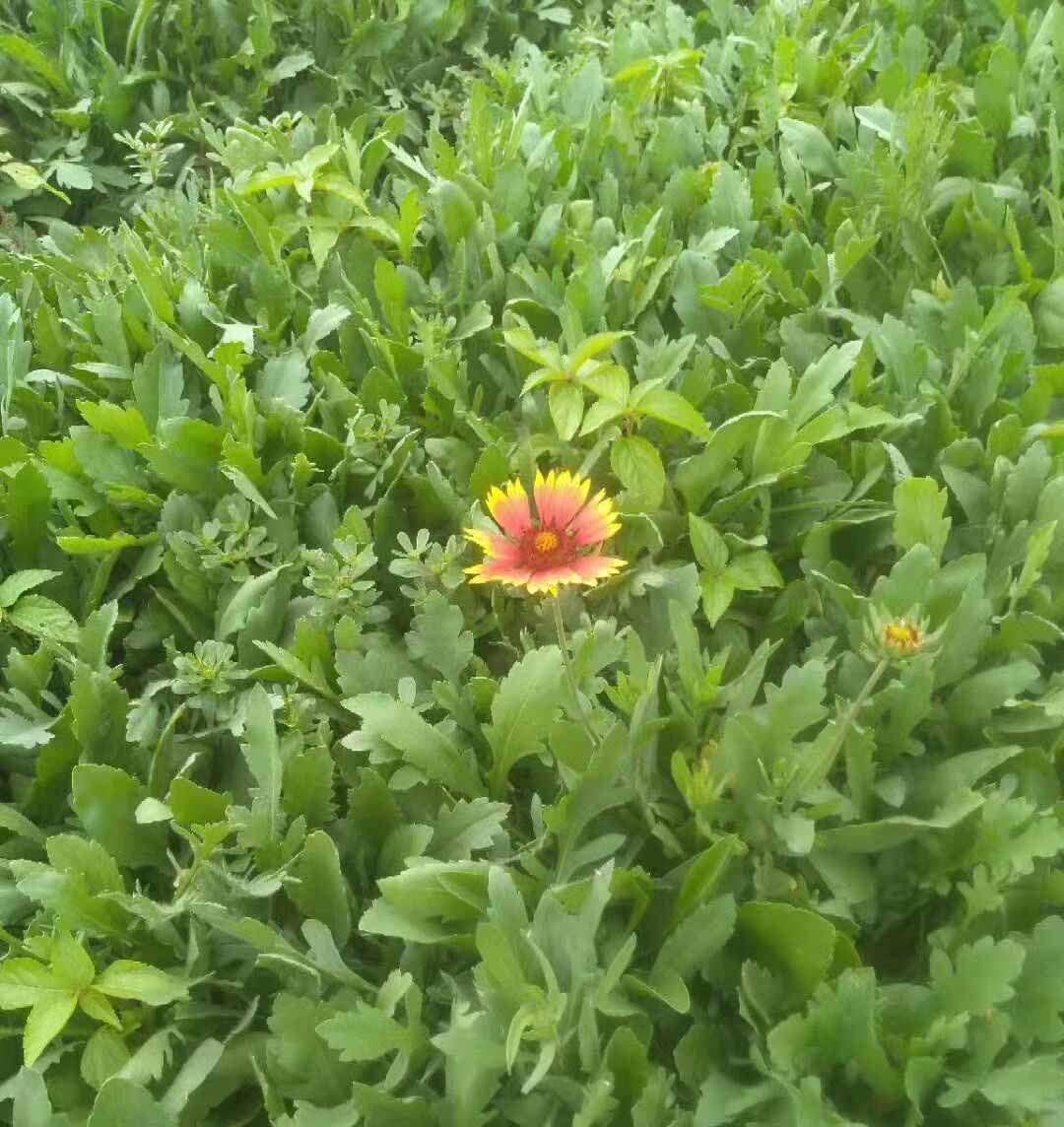 潍坊天人菊小苗种植基地,天人菊种苗哪家好