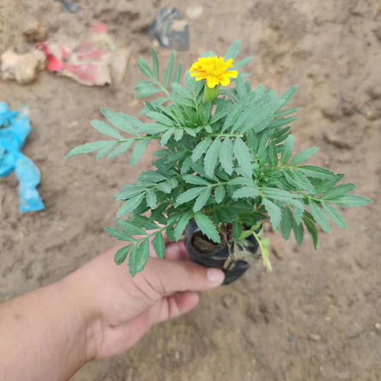 辽宁工程用孔雀草种植基地