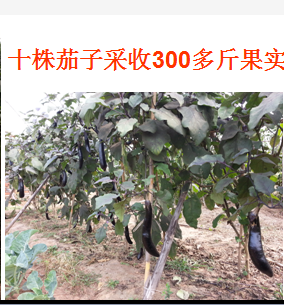 贵州叶面肥肥料喷施方法,水果叶面肥代理