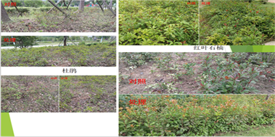 湖南园林植物叶面肥使用方法,香樟专用肥批发价格