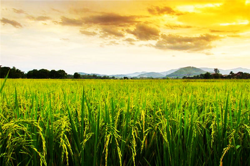云南水稻肥料厂家,小麦增产肥料批发价格