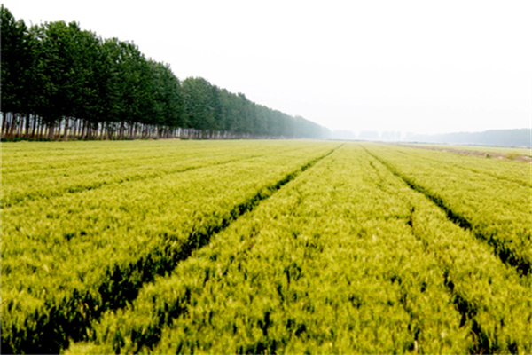 陕西小麦叶面肥料代理,小麦叶面肥厂家