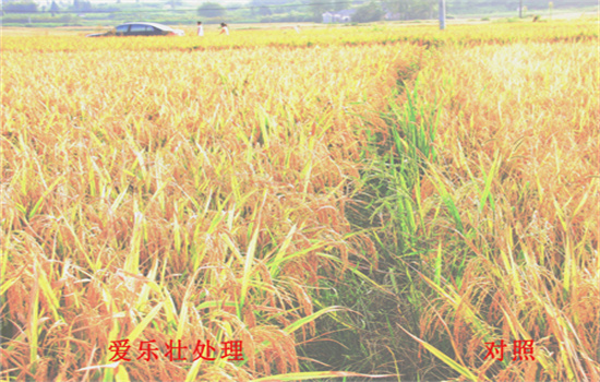 湖北水稻有机肥代理,水稻液体肥如何喷施