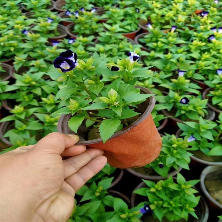 江西夏堇幼苗哪里有,夏堇草种植基地