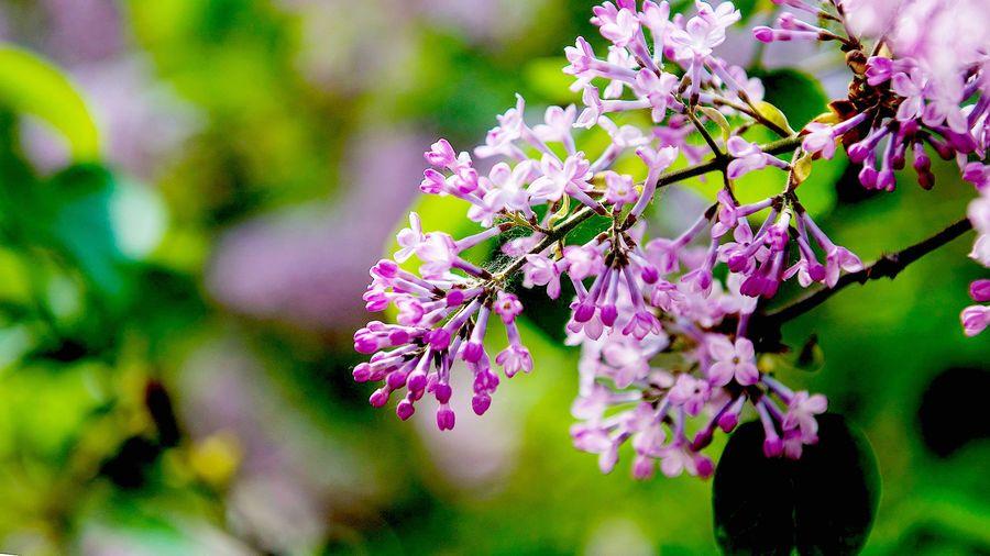 浙江丁香花苗哪家好,工程用丁香培育基地