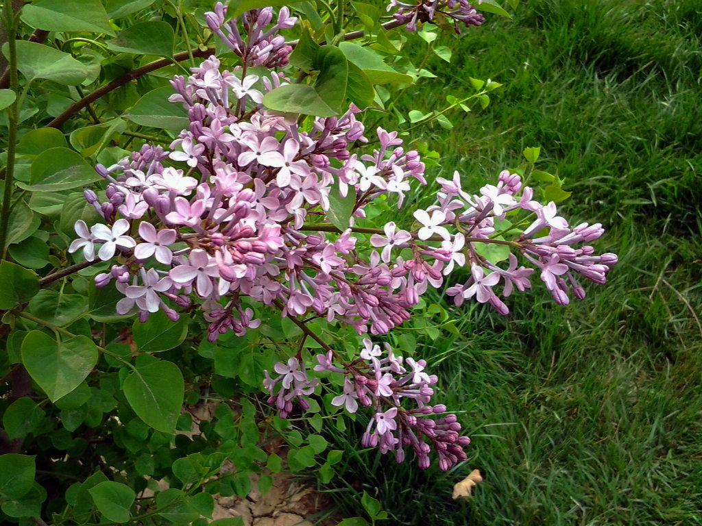 吉林丁香花苗种植基地,丁香苗租摆