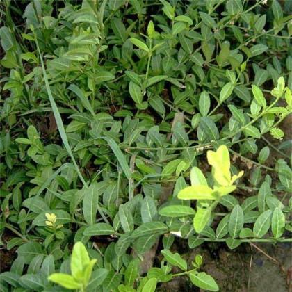 北京扶芳藤报价,扶芳藤工程苗哪家好